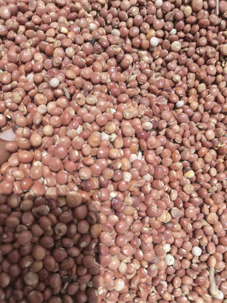Brown beans