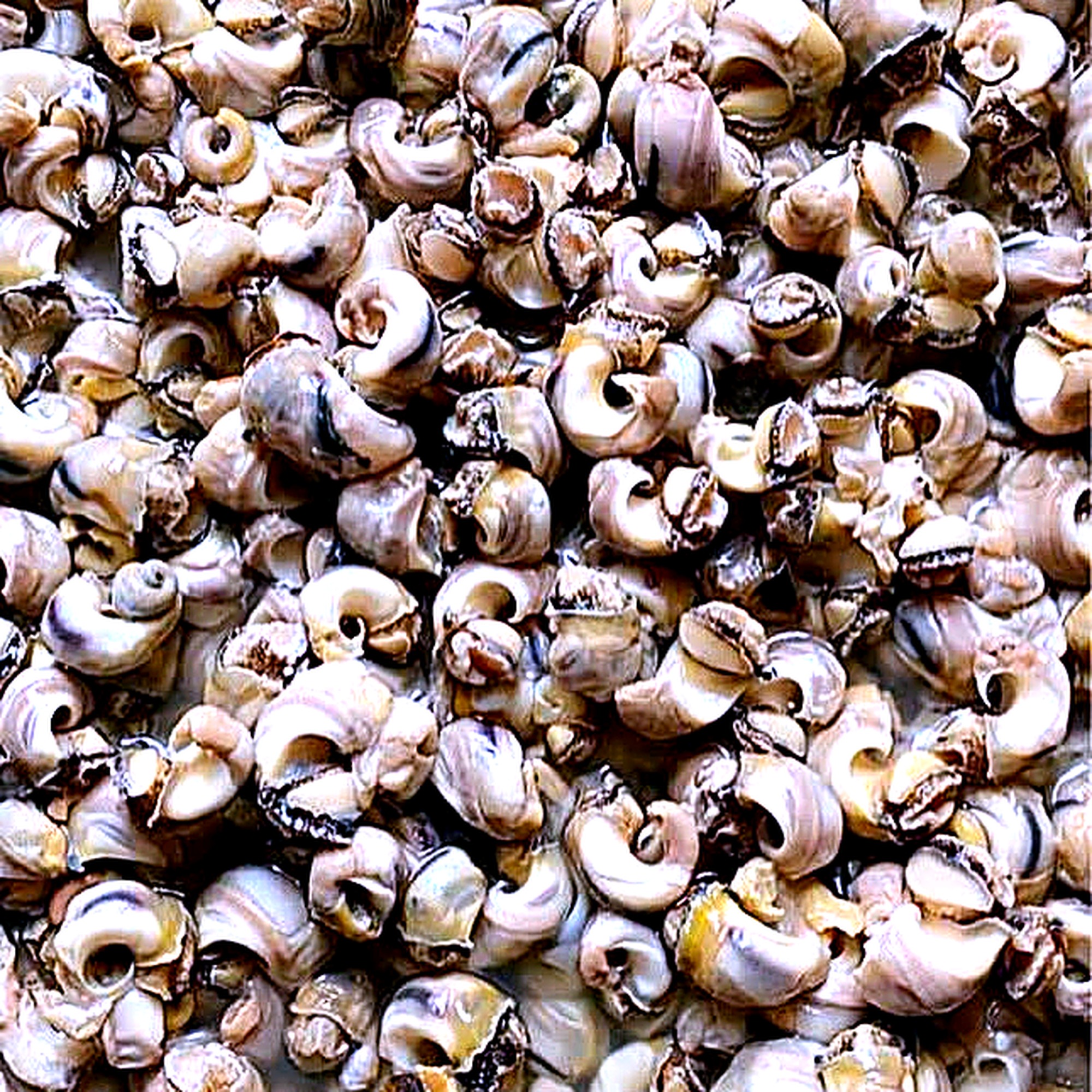 Fresh Ngolo (Whelk)