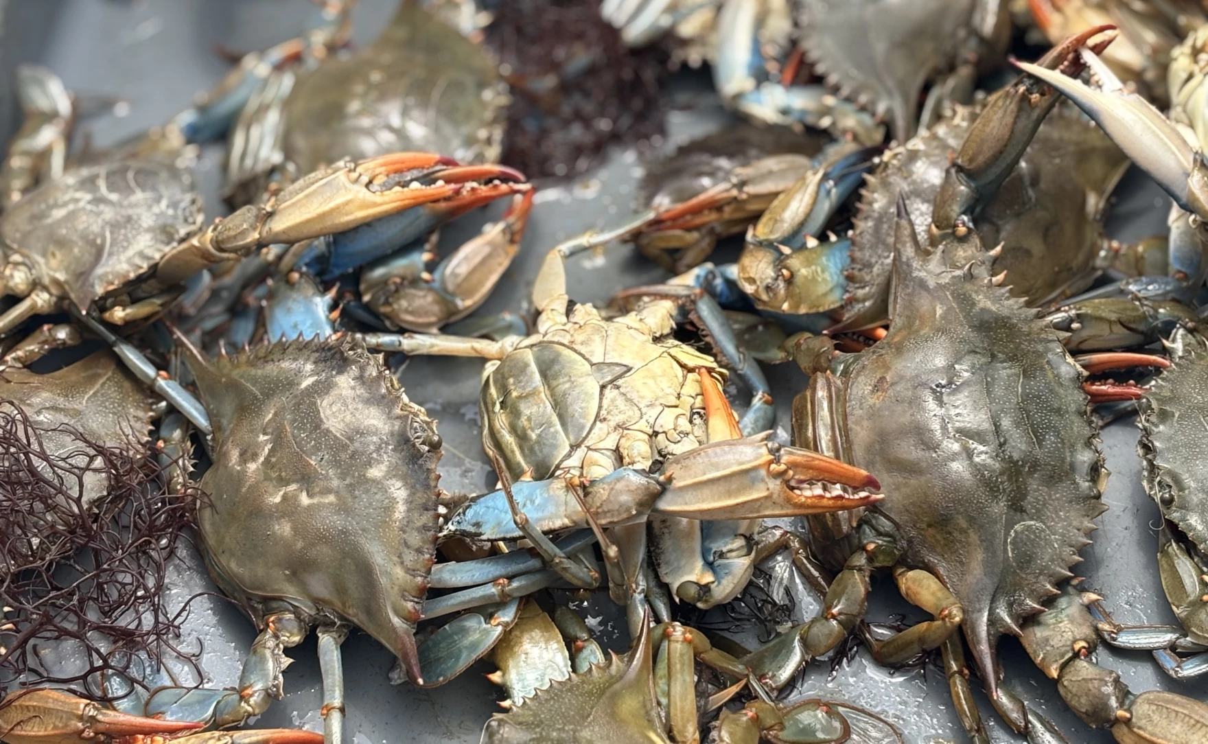 Chesapeake Bay Blue Crab