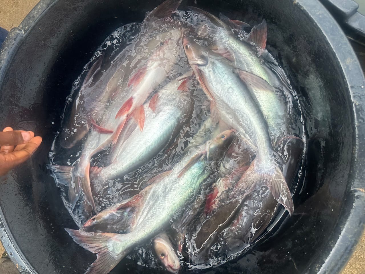 Pangasious Fish
