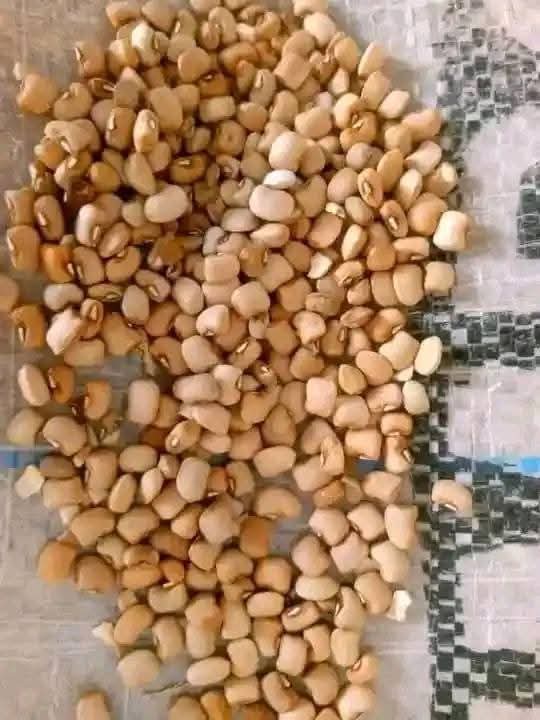 Brown beans