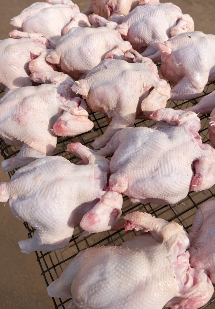 Dressed Broiler Chicken