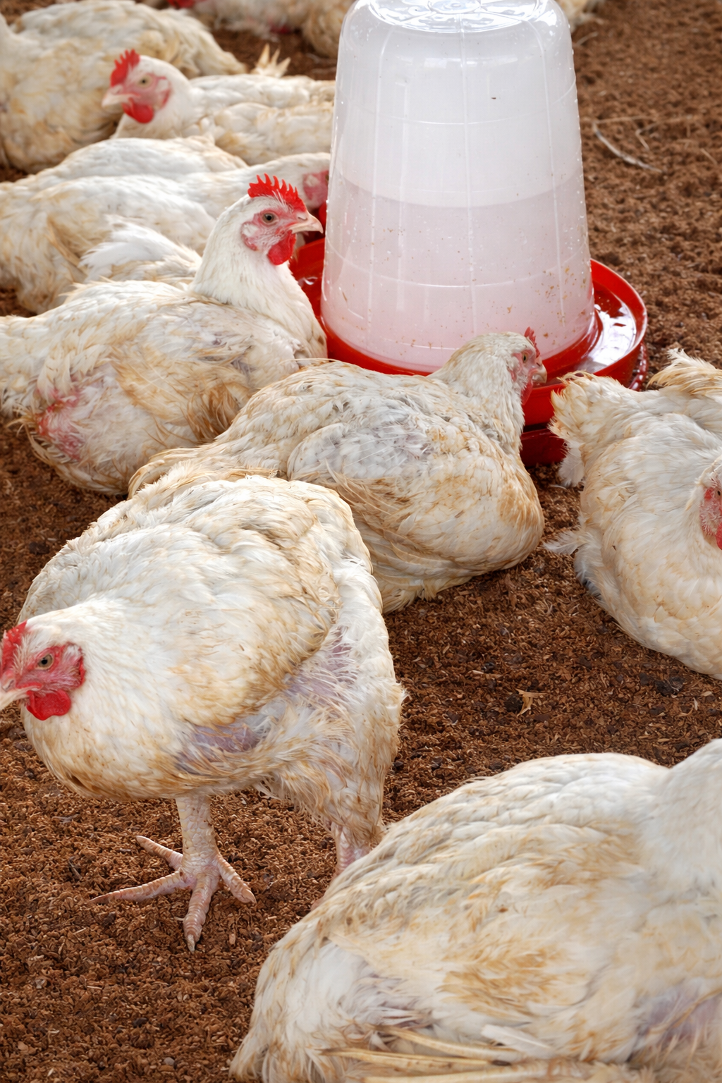 Live Broiler Chickens