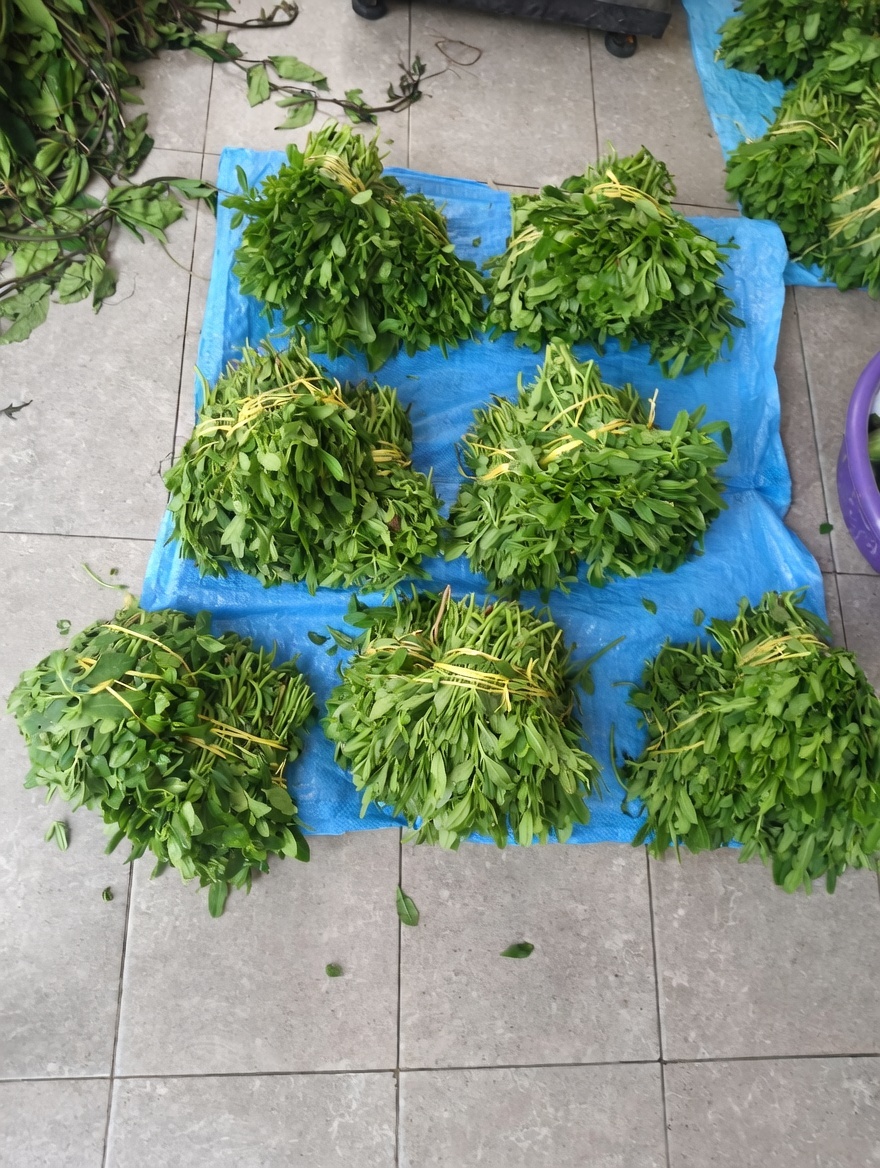 Waterleaf