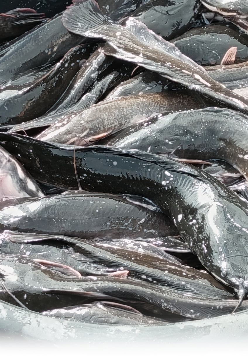 Fresh Catfish