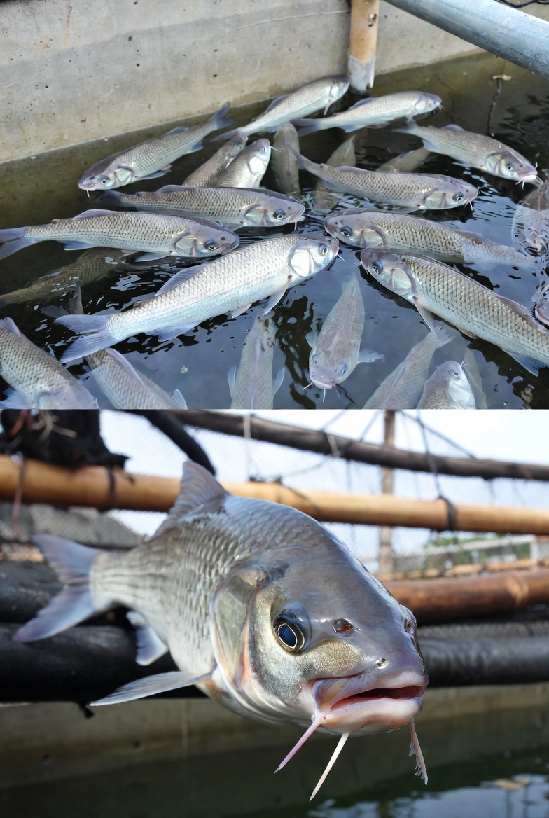 Pangasious Fingerlings